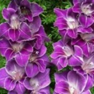 bulbi-gladiole-violetta-150x150