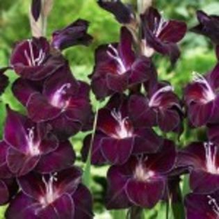 bulbi-gladiole-waris-150x150