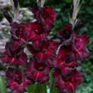 gladiole BlackSurprise-150x150