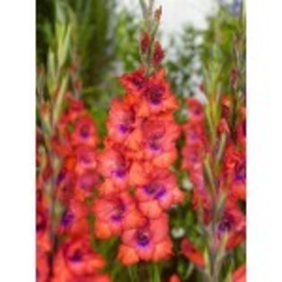 gladiole tricolorre-150x150