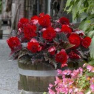 bulbi-begonia-switzerland-10 lei