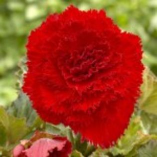 bulbi-begonii-fimbriata-rosii-8 lei