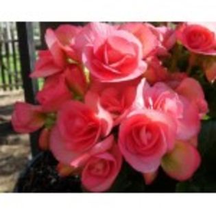 bulbi-begonii-non-stop-roz-8lei