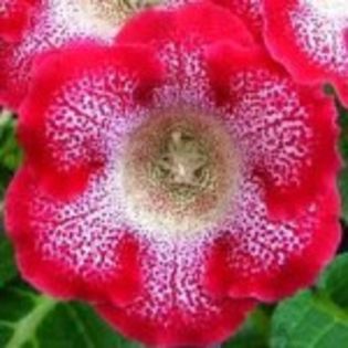 bulbi-gloxinii-tigrina-rosie-18lei - bulbi gloxinia