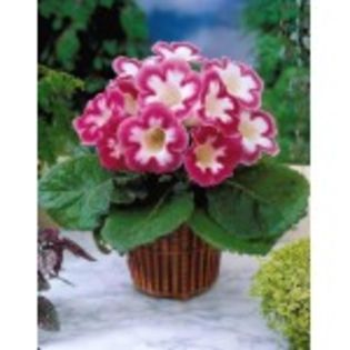 gloxinia-blanche-de-meru-ojpg-13lei - bulbi gloxinia