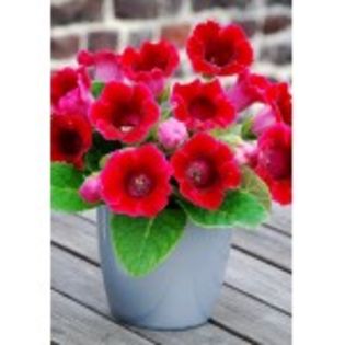 gloxinia-corina-10lei - bulbi gloxinia