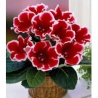 gloxinia-kaiser-friedrich0-13lei - bulbi gloxinia