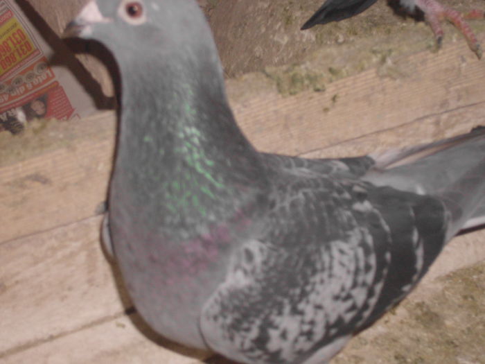 IMG_1191; F 2009 GUTA OCHI ALB
