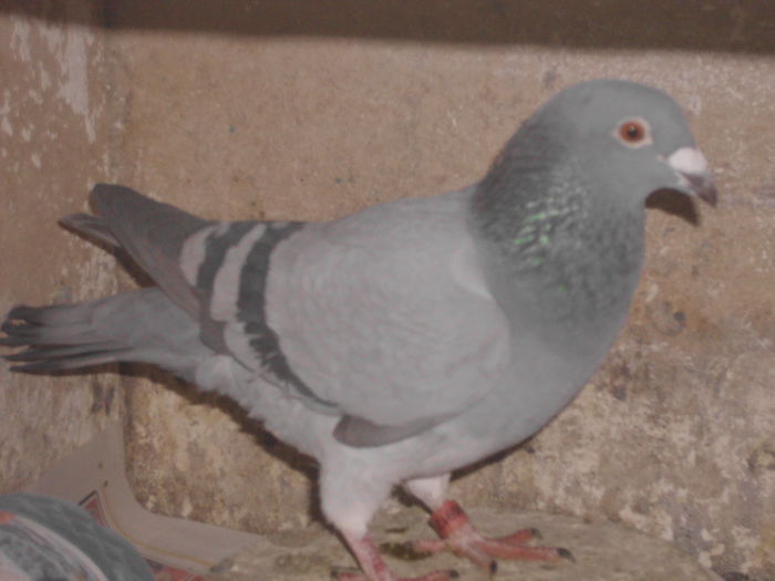 IMG_1199; F 2013 OCHI ROSU
