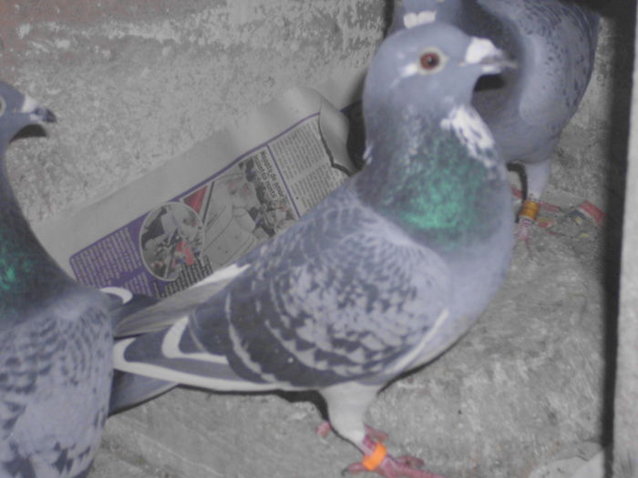 IMG_1203; M 2015 GUT SFCURAT
