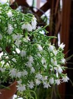 flori albe - Minunatii haioase si frumuseti din lume2016