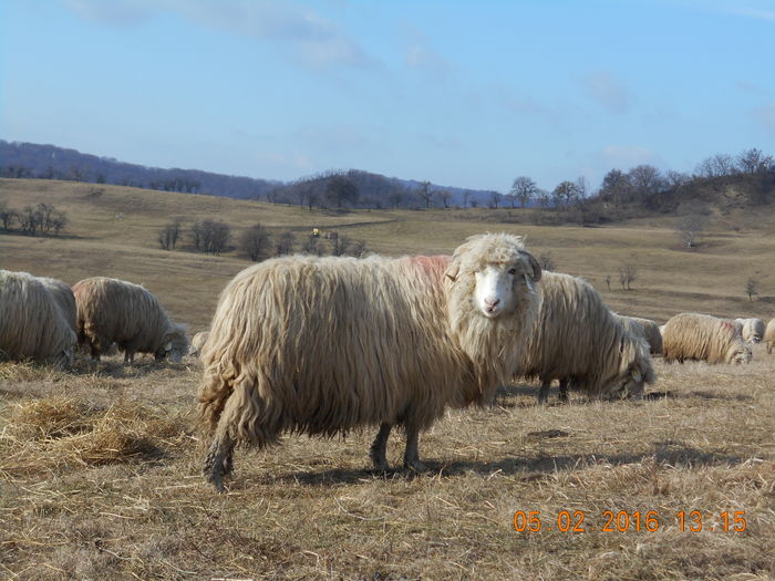 Picture 032 - Balele 2016-2017