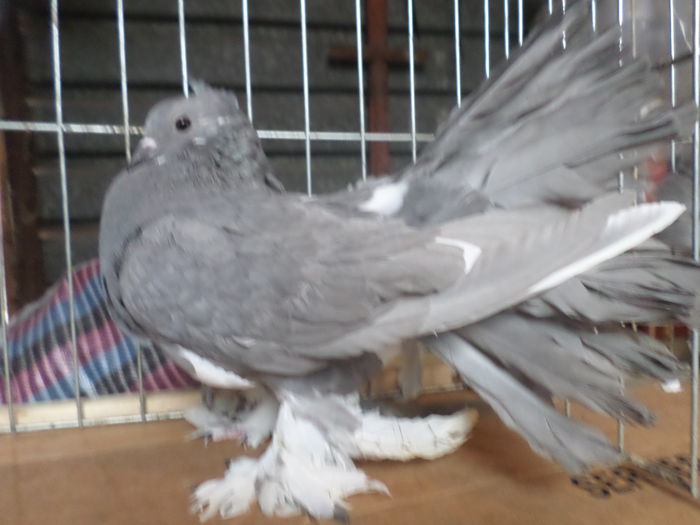 ind.2015 masc. azur. per.5