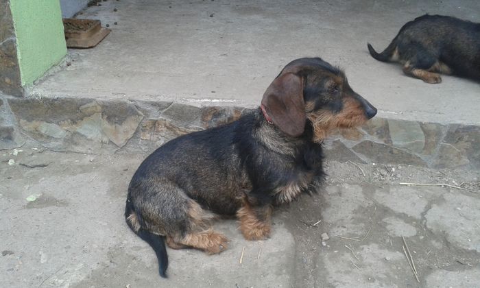 Linda,, - CAINI TECKEL CU PAR SIRMOS- dachshund wire haired standard 2013