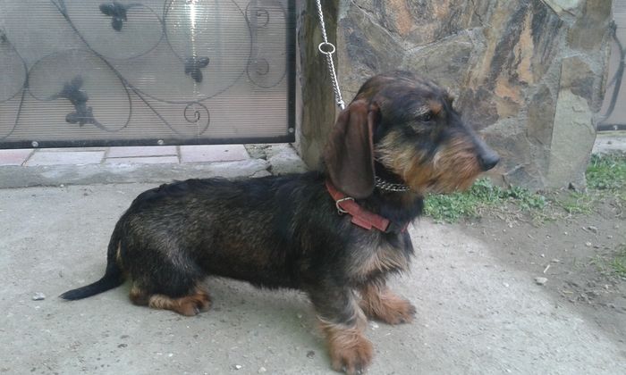 Bella-nascuta in-20,07,2015 - CAINI TECKEL CU PAR SIRMOS- dachshund wire haired standard 2013