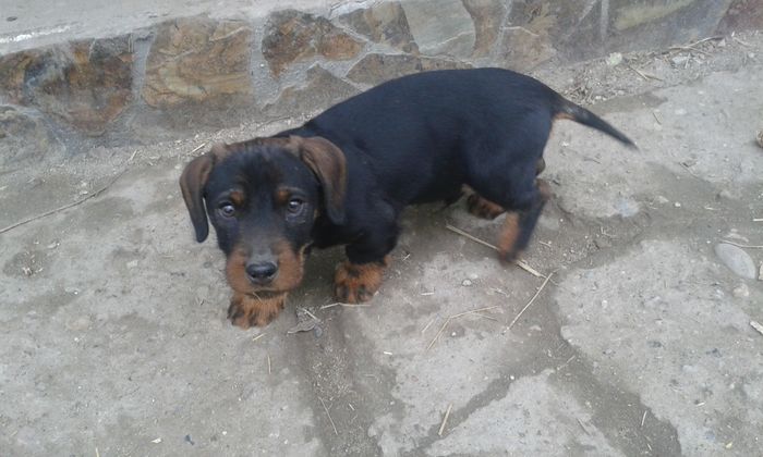 Nero la-3,luni - CAINI TECKEL CU PAR SIRMOS- dachshund wire haired standard 2013