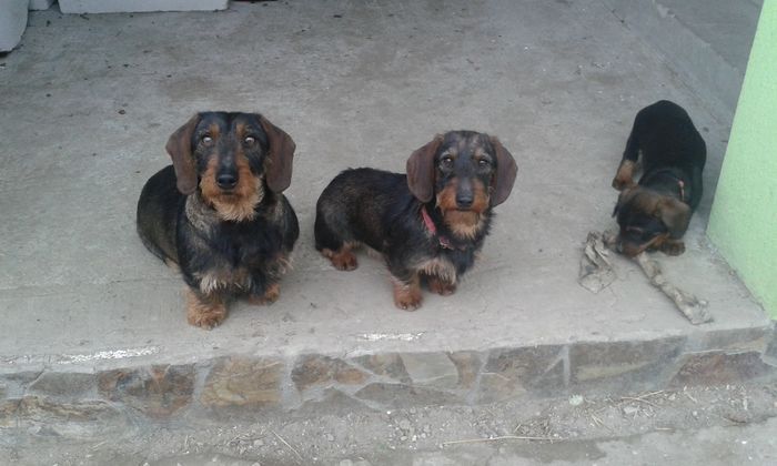 Linda,Bella si Nero in 05,2,2016 - CAINI TECKEL CU PAR SIRMOS- dachshund wire haired standard 2013