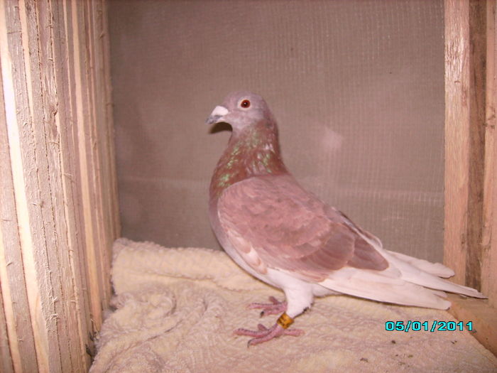 28301334_QKHRRPOQO - 5 arhiva