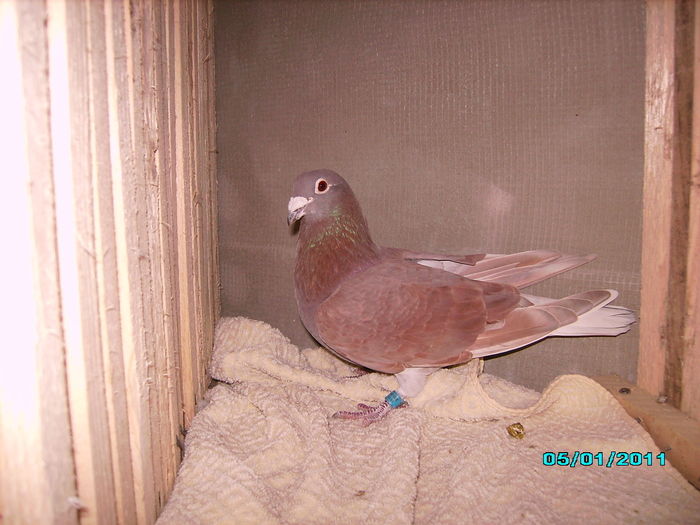 28301691_NFLOHYBZJ - 5 arhiva