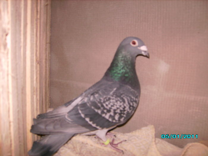28301770_JUWIHAQRQ - 5 arhiva