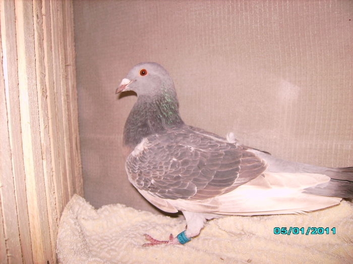 28301815_BJGSSBPBI - 5 arhiva
