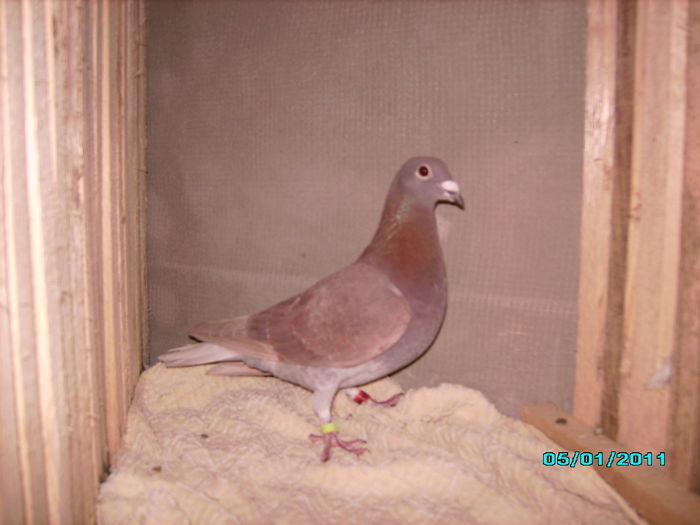 28301881_VVQELIESH - 5 arhiva