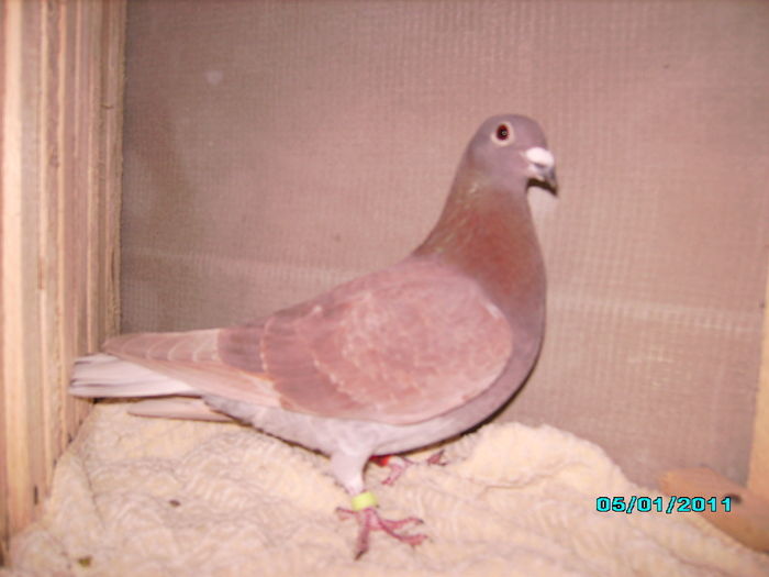 28301893_LHQMJTVGQ - 5 arhiva
