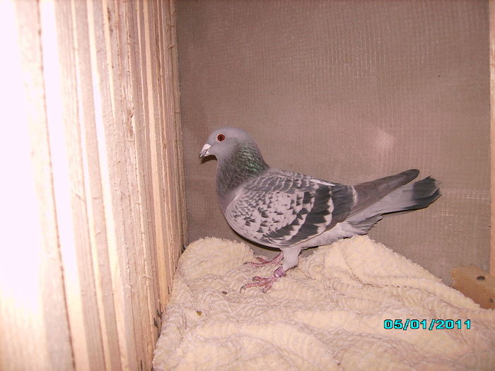 28301919_PZQSABFOP - 5 arhiva