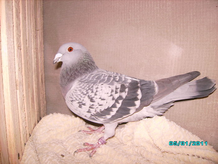 28301968_CJVRFRHJD - 5 arhiva