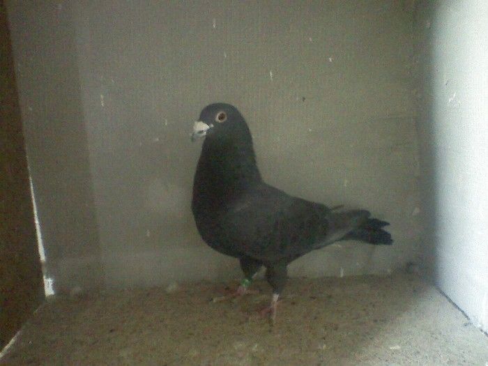 35179004_NUCQVRELH - 5 arhiva