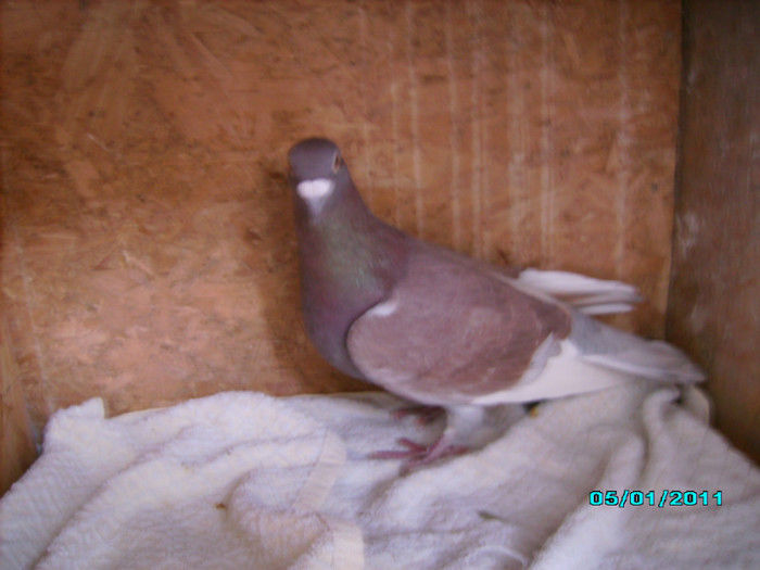 36358003_GBDRWSJNC - 5 arhiva