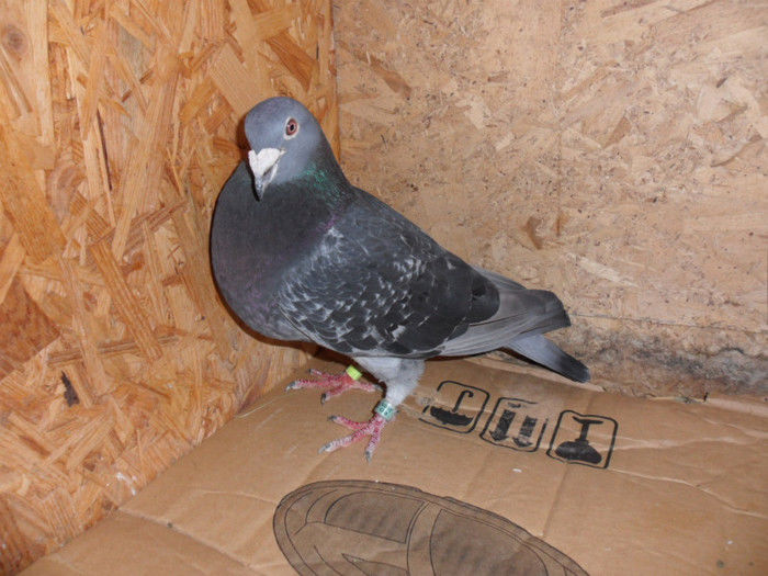 38378711_BGXYOVSJG - 5 arhiva