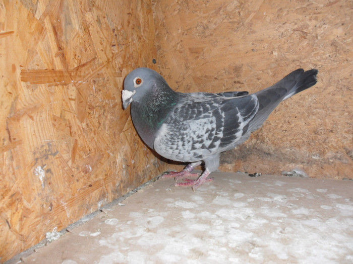 38378716_TTYMHUXMP - 5 arhiva