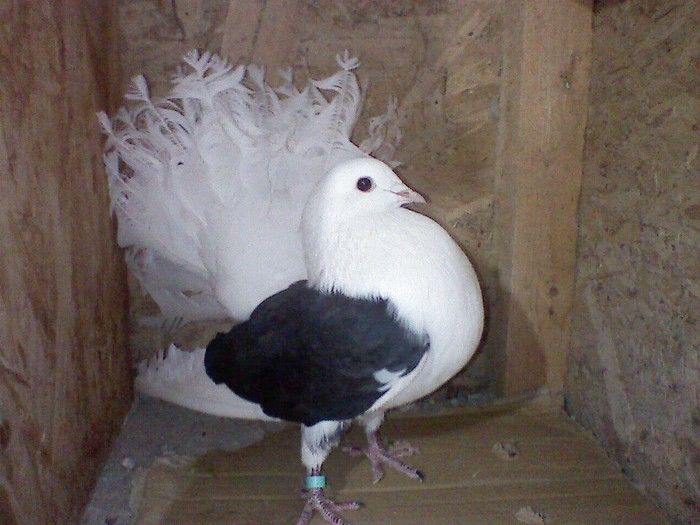 33227237_BADDASDVT - 5 arhiva