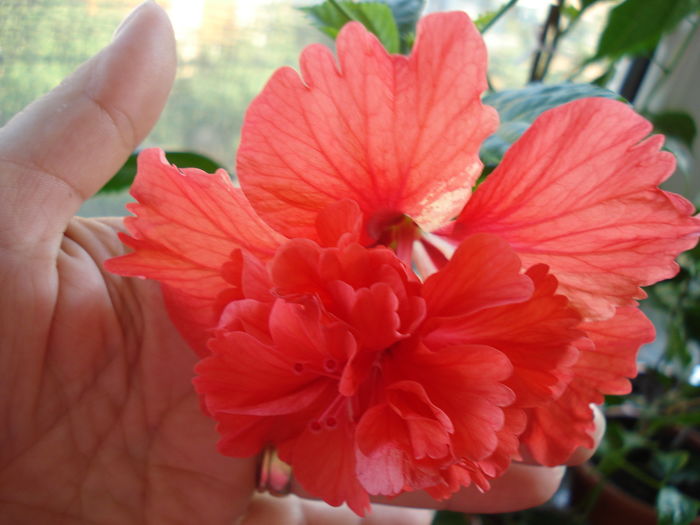 DSC09060 - Hibiscus El Capitolio Red