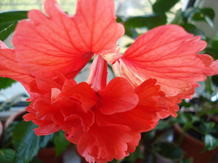 DSC09063 - Hibiscus El Capitolio Red