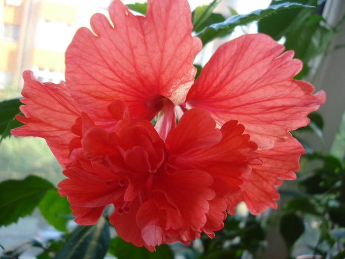 DSC09065 - Hibiscus El Capitolio Red