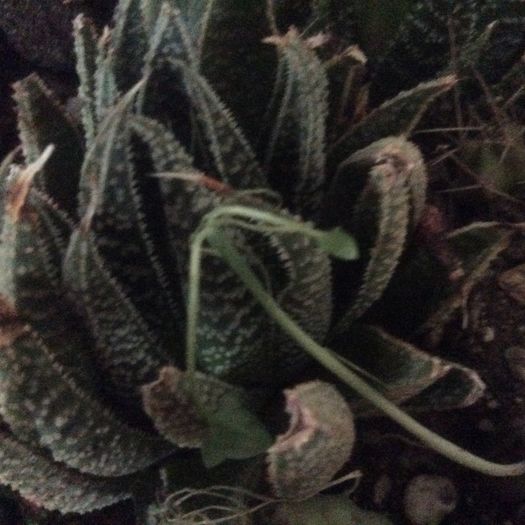 image - Cactusi 2016 si suculente
