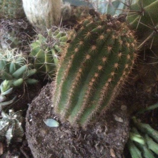 image - Cactusi 2016 si suculente