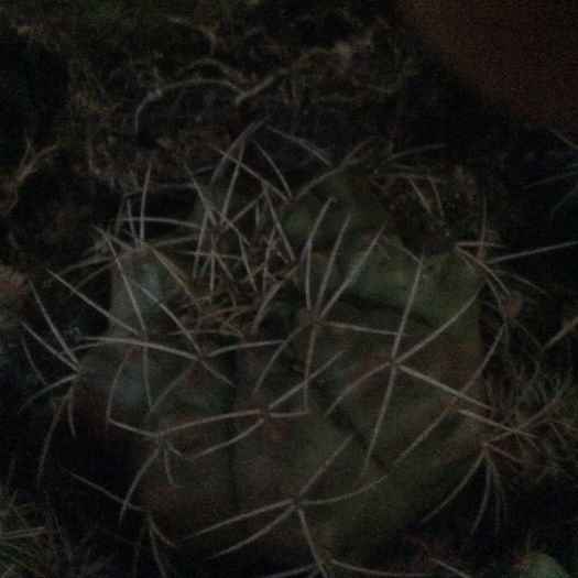 image - Cactusi 2016 si suculente