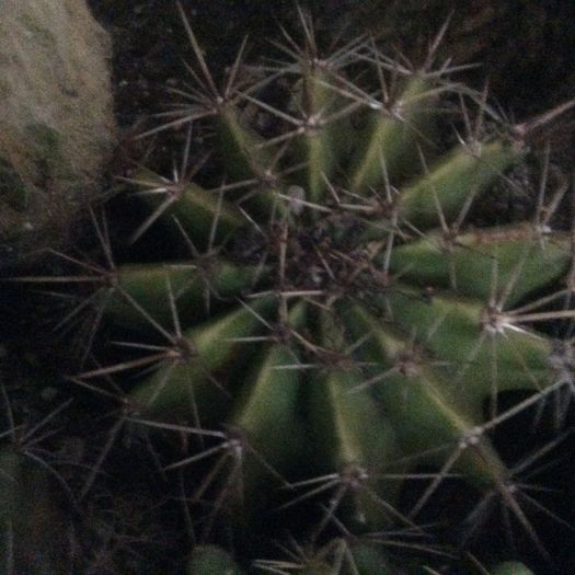 image - Cactusi 2016 si suculente