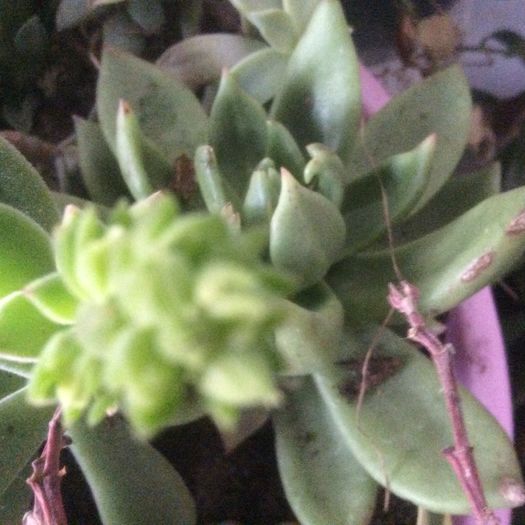 image - Cactusi 2016 si suculente