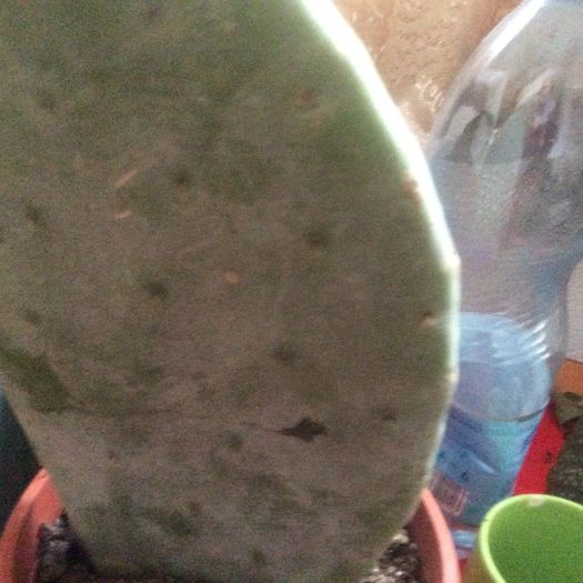 image - Cactusi 2016 si suculente