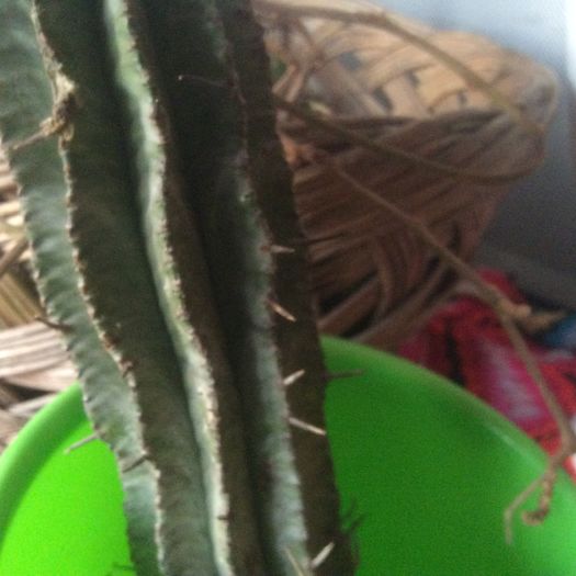 image - Cactusi 2016 si suculente