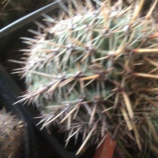 image - Cactusi 2016 si suculente