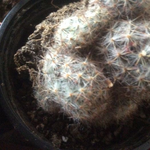 image - Cactusi 2016 si suculente