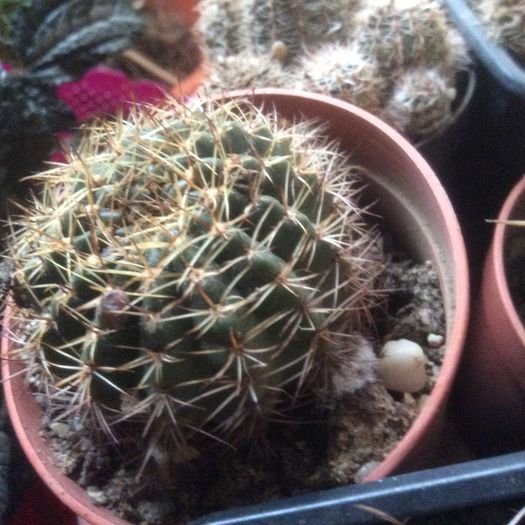 image - Cactusi 2016 si suculente