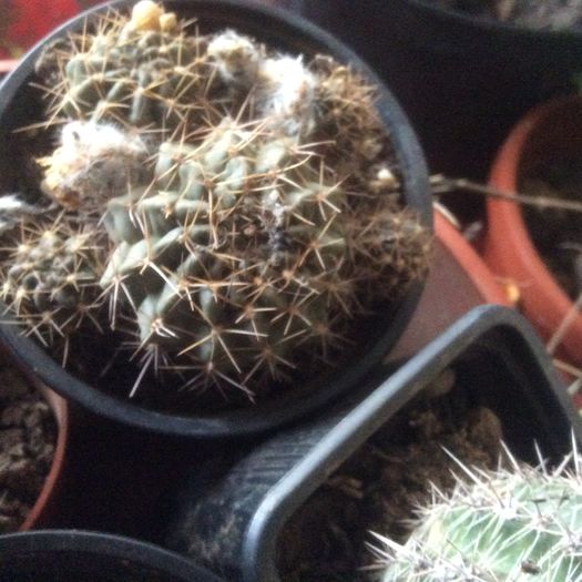 image - Cactusi 2016 si suculente