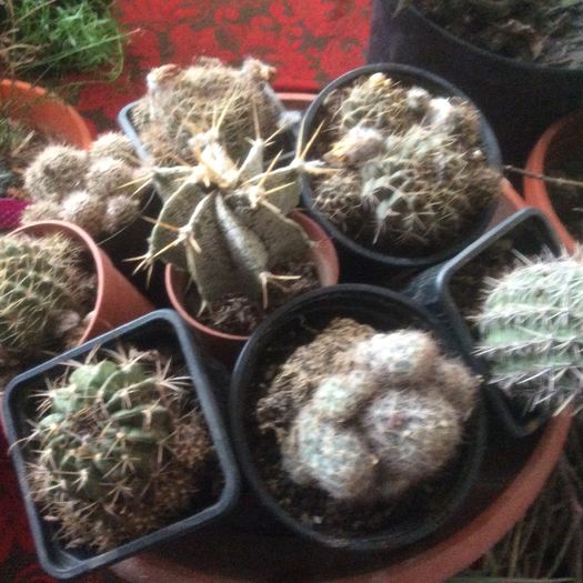 image - Cactusi 2016 si suculente