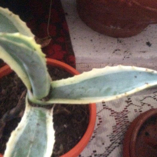 image - Cactusi 2016 si suculente